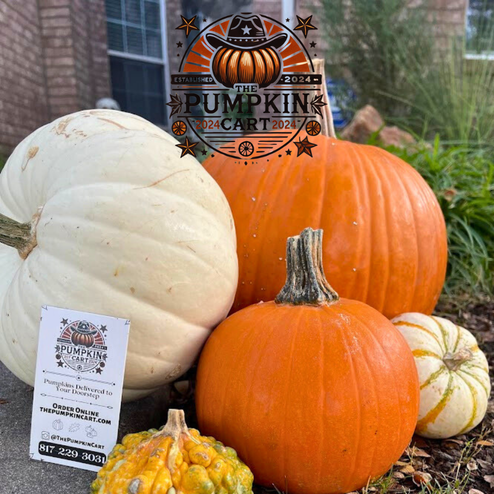 5 Pumpkin Value Pack! FALL SPECIAL!
