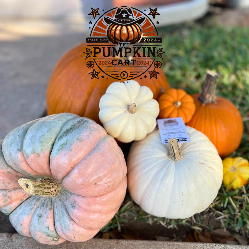5 Pumpkin Value Pack! FALL SPECIAL!