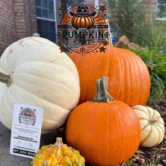 5 Pumpkin Value Pack! FALL SPECIAL!