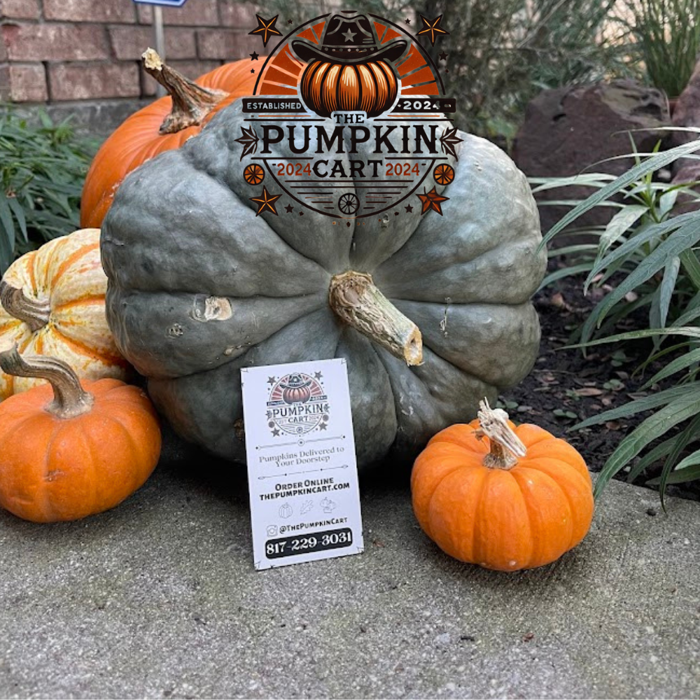 5 Pumpkin Value Pack! FALL SPECIAL!